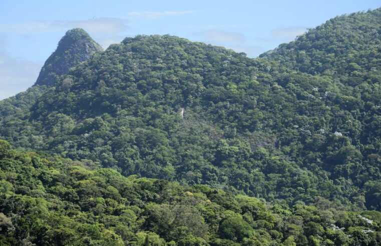 Desmatamento na Mata Atlântica cai 42% no acumulado do ano até maio