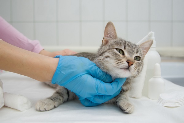 Primeira fase da campanha de castração de cães e gatos será aberta no dia 24 de julho