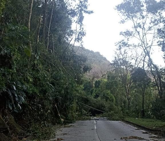 Subida da Serra de Petrópolis interditada por quedas de árvores