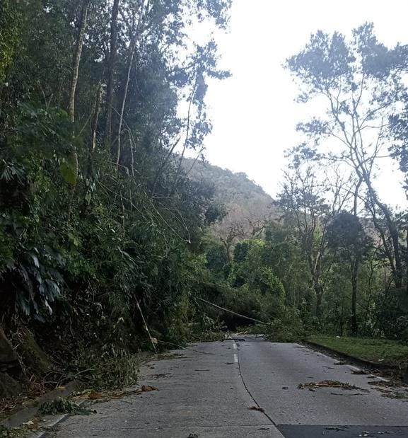 Subida da Serra de Petrópolis interditada por quedas de árvores