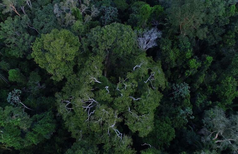 Brasil tem importante papel na redução das mudanças climáticas