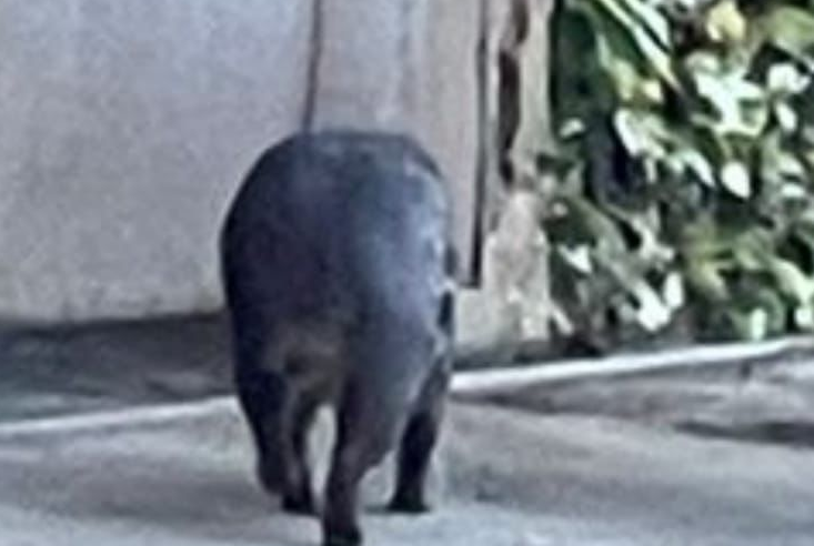 Acidentes com animais silvestres acende alerta de ONGs em Petrópolis