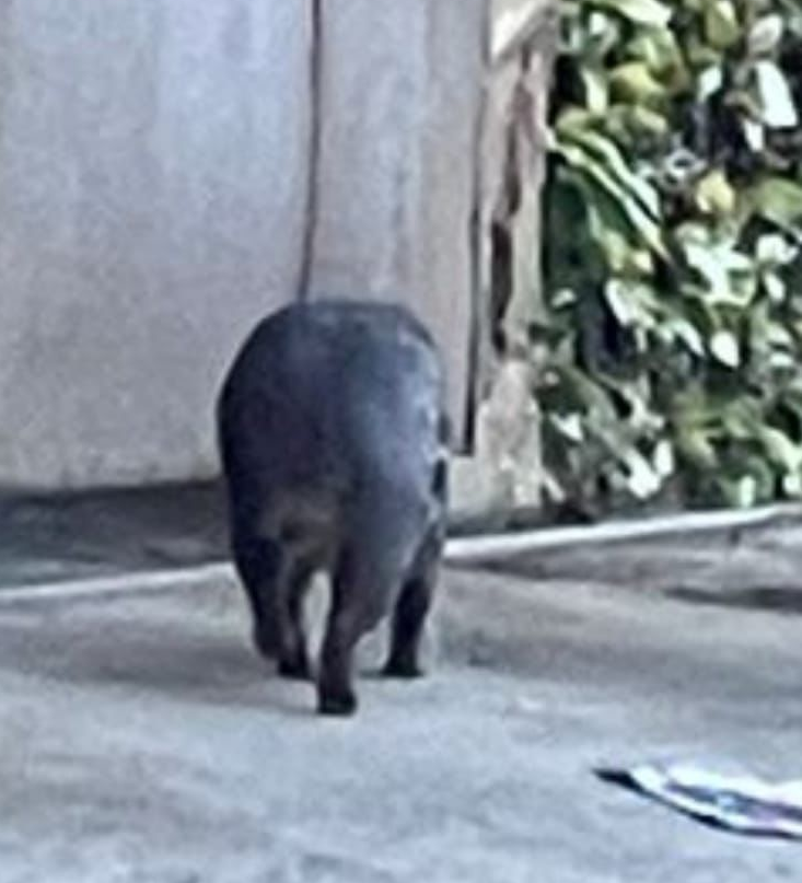 Acidentes com animais silvestres acende alerta de ONGs em Petrópolis
