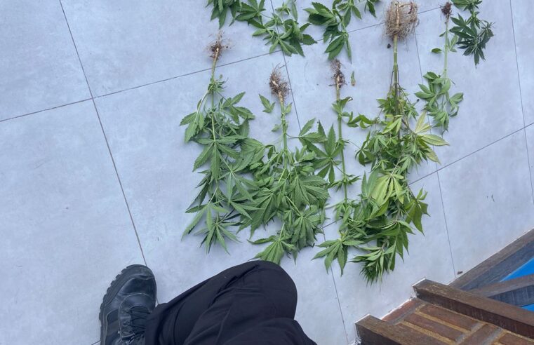 PM apreende 11 pés de maconha em uma residência em Petrópolis