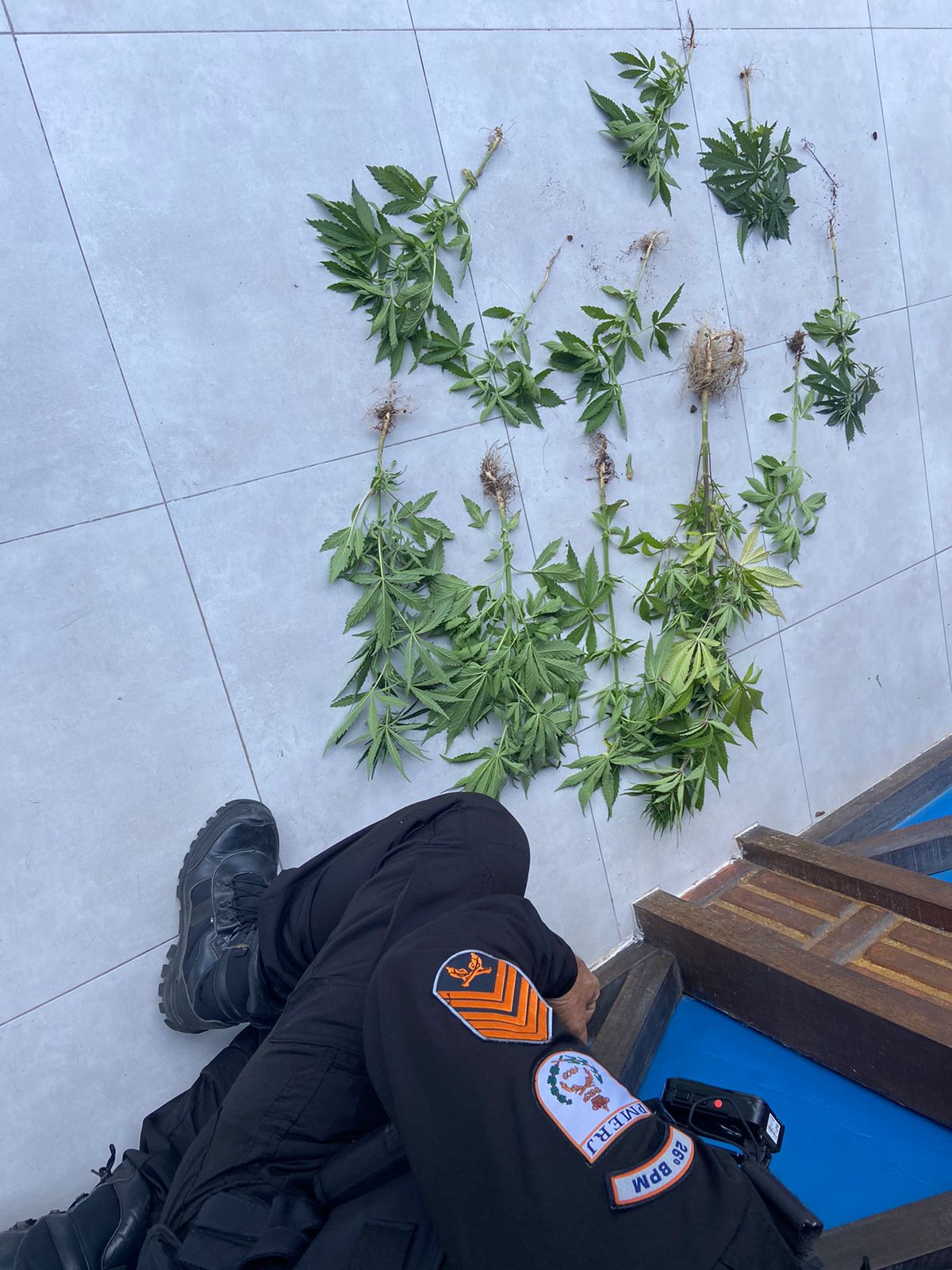 PM apreende 11 pés de maconha em uma residência em Petrópolis
