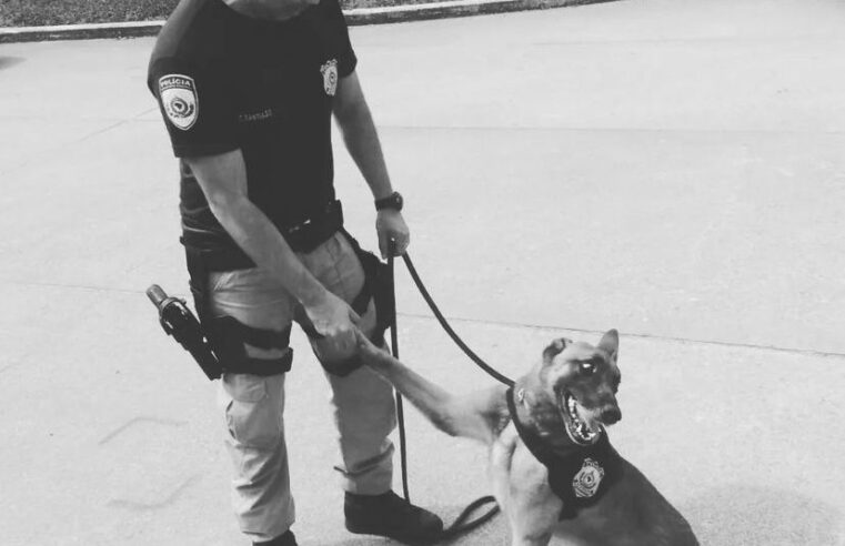 K9 Apolo morre no RJ; o cão farejador estava aposentado desde 2020