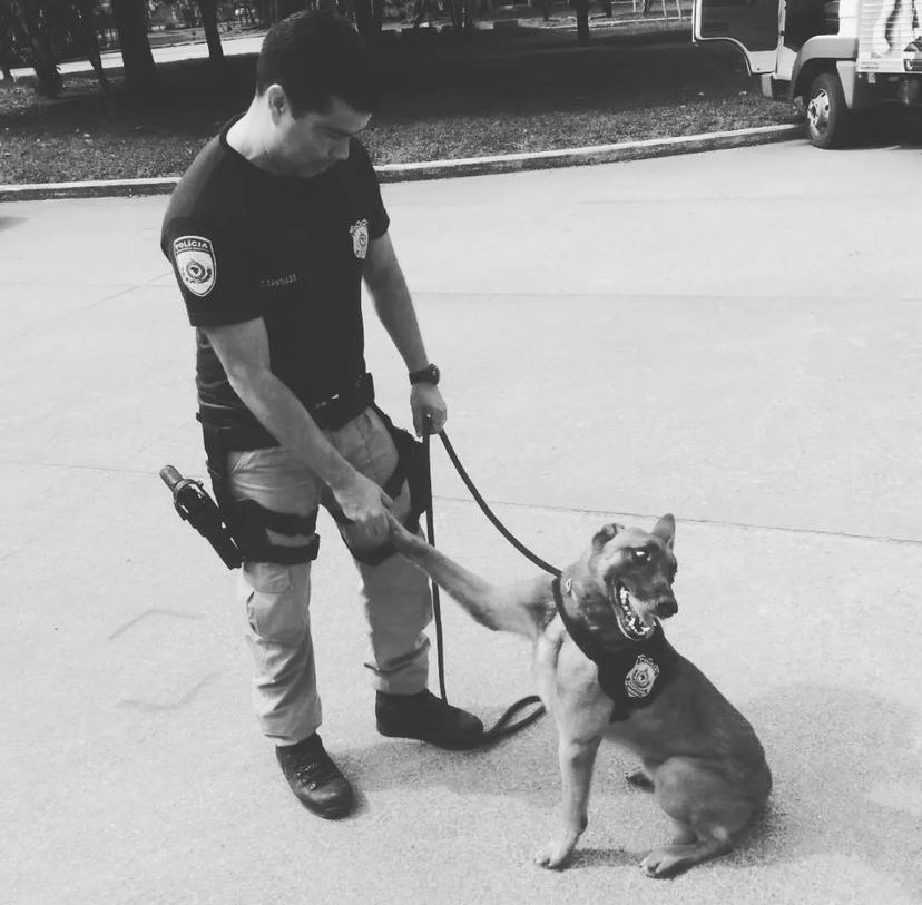 K9 Apolo morre no RJ; o cão farejador estava aposentado desde 2020