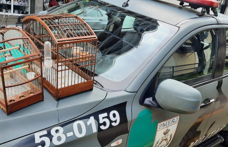 Coleiro e Trinca Ferro são resgatados de cativeiro no município de Cantagalo
