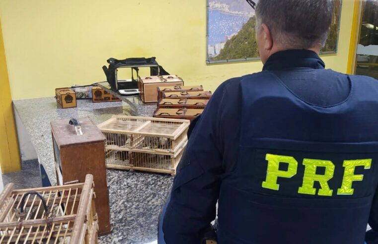 PRF prende homem que transportava ilegalmente 60 pássaros silvestres