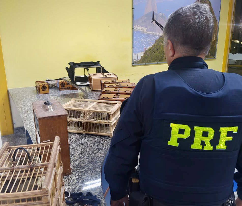 PRF prende homem que transportava ilegalmente 60 pássaros silvestres