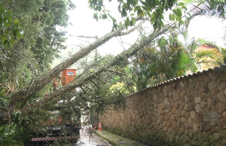 Chuva em Petrópolis provoca queda de árvore e deixa região do Independência sem luz