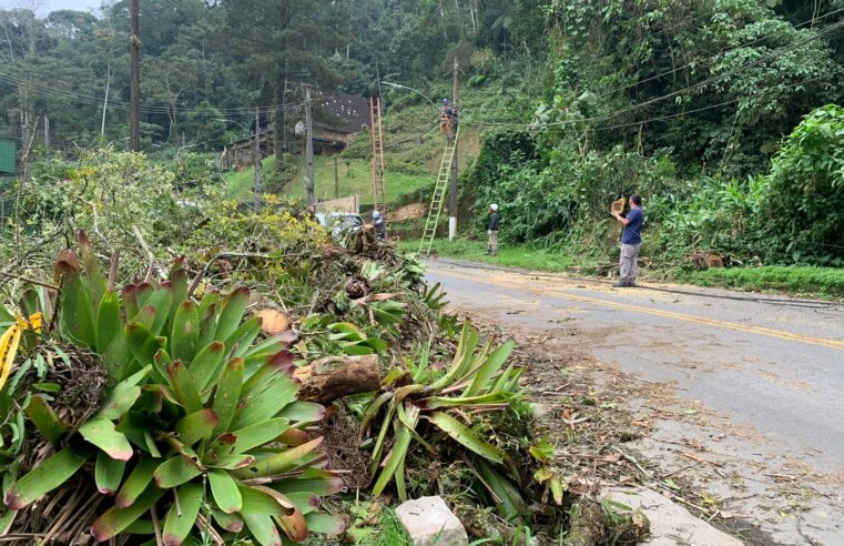 Árvore de grande porte cai e deixa a região do Independência sem luz, em Petrópolis