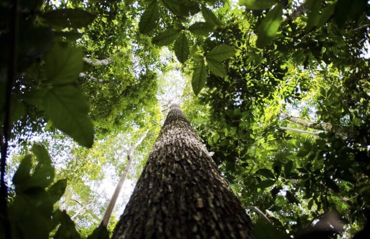 Final de competição sobre mapeamento de biodiversidade será no Brasil