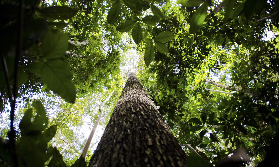 Final de competição sobre mapeamento de biodiversidade será no Brasil