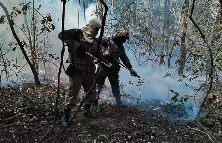 Incêndios queimaram 30% de área do Pantanal em 2020, mostra estudo