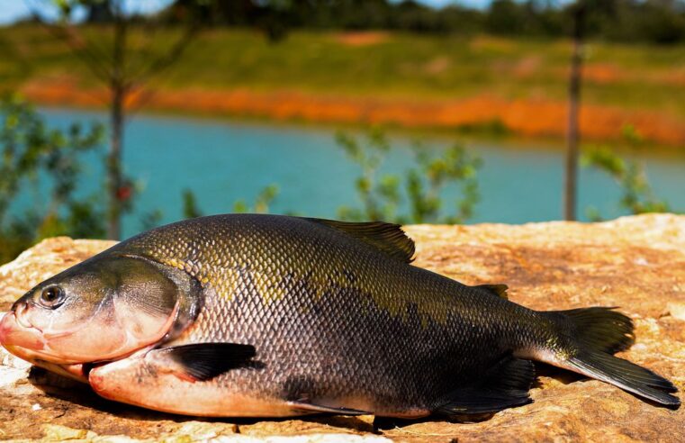 Consumo de pescado cresce 65% no Brasil desde 2004