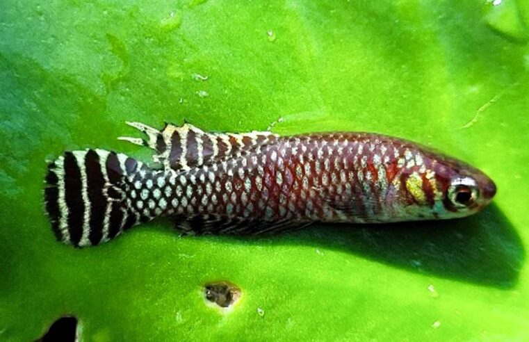 UFRRJ: pesquisadores acham novos locais de peixes das nuvens