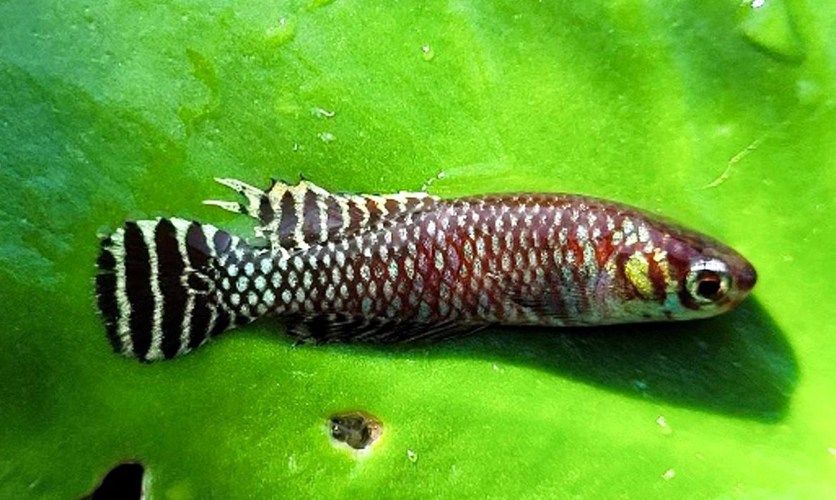 UFRRJ: pesquisadores acham novos locais de peixes das nuvens