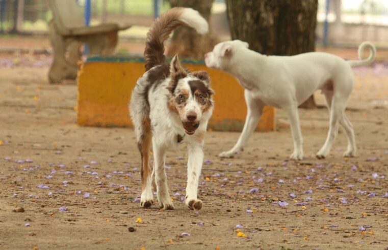 Governo cria grupo de trabalho para proteção dos direitos animais