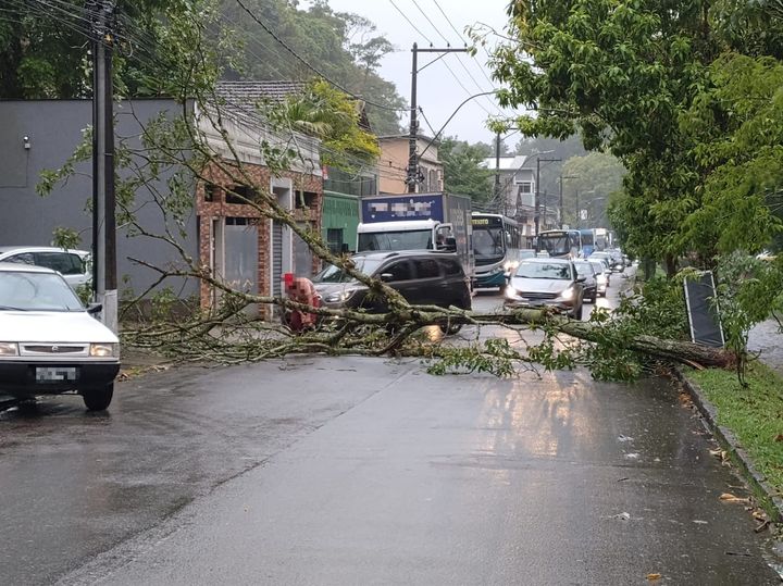 Árvore cai na Rua Bingen e nove linhas de ônibus são prejudicadas