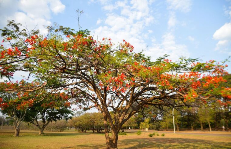 Primavera começa às 3h50 deste sábado