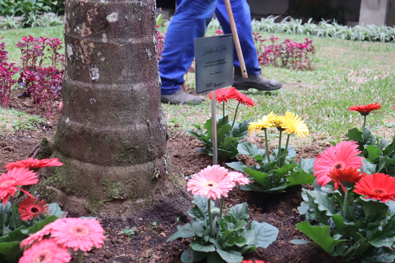 Setembro Verde: Hospital Santa Teresa presta homenagem aos doadores de órgãos
