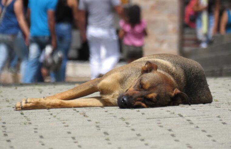 Vereador defende criação do Consultório de Rua Pet