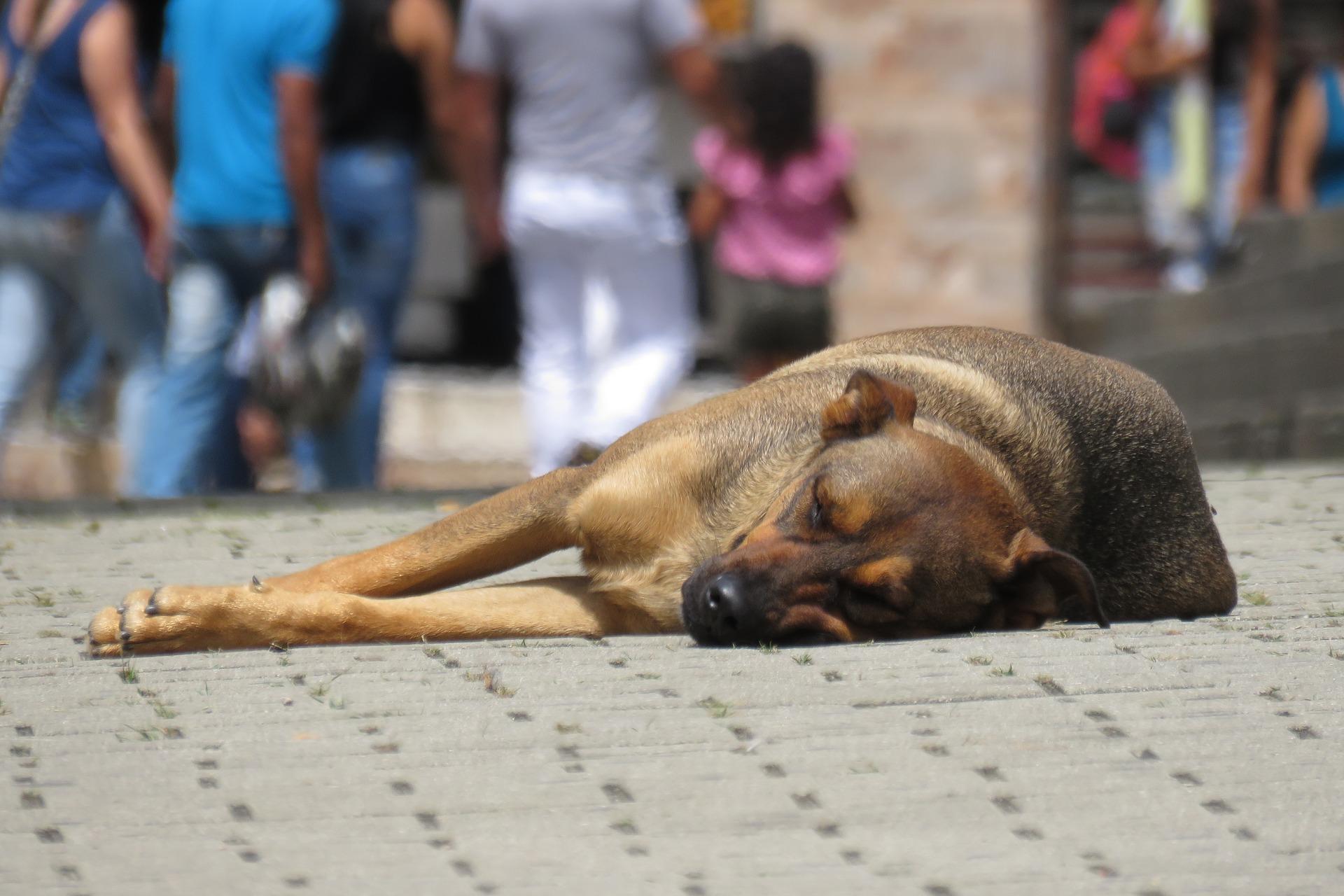 Vereador defende criação do Consultório de Rua Pet