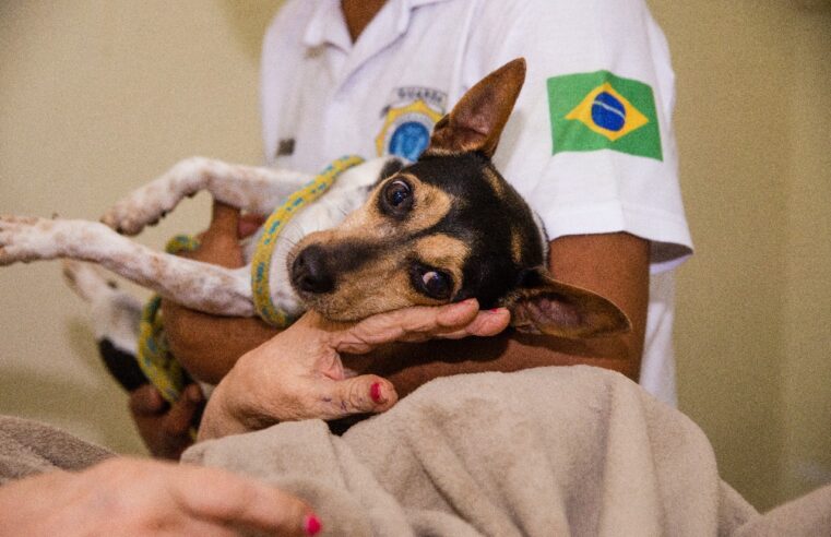 Vacinação Antirrábica Animal continua em Paty