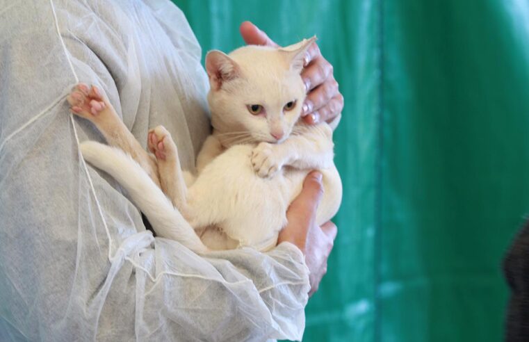 Cadastro para a segunda etapa da campanha de castração de cães e gatos em Petrópolis é ampliado