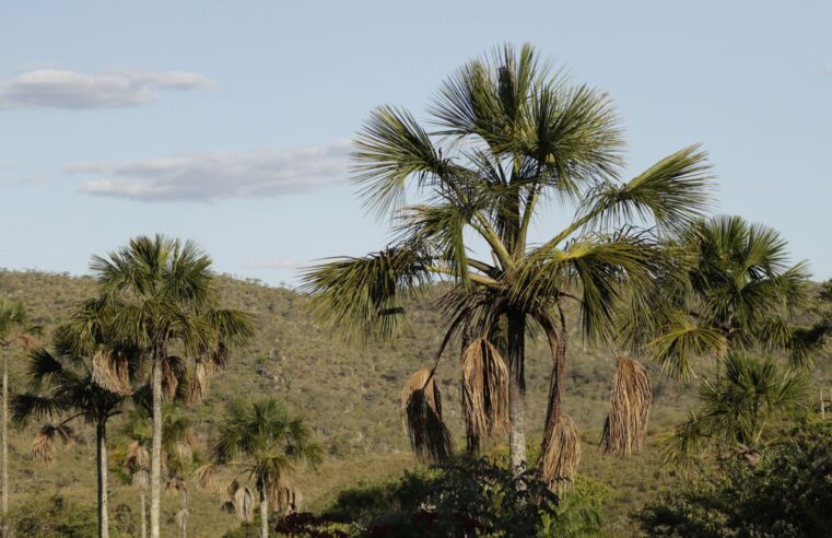 Exemplo de preservação, Quilombo Kalunga mantém nativos 83% do Cerrado