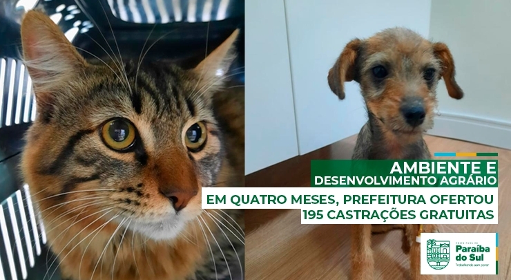 Em quatro meses, Prefeitura ofertou 195 castrações gratuitas