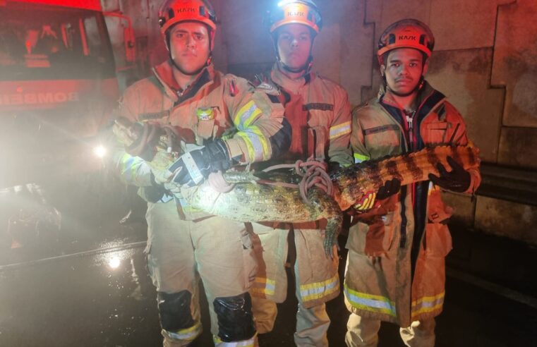 Corpo de Bombeiros do Rio captura jacaré em operação de resgate
