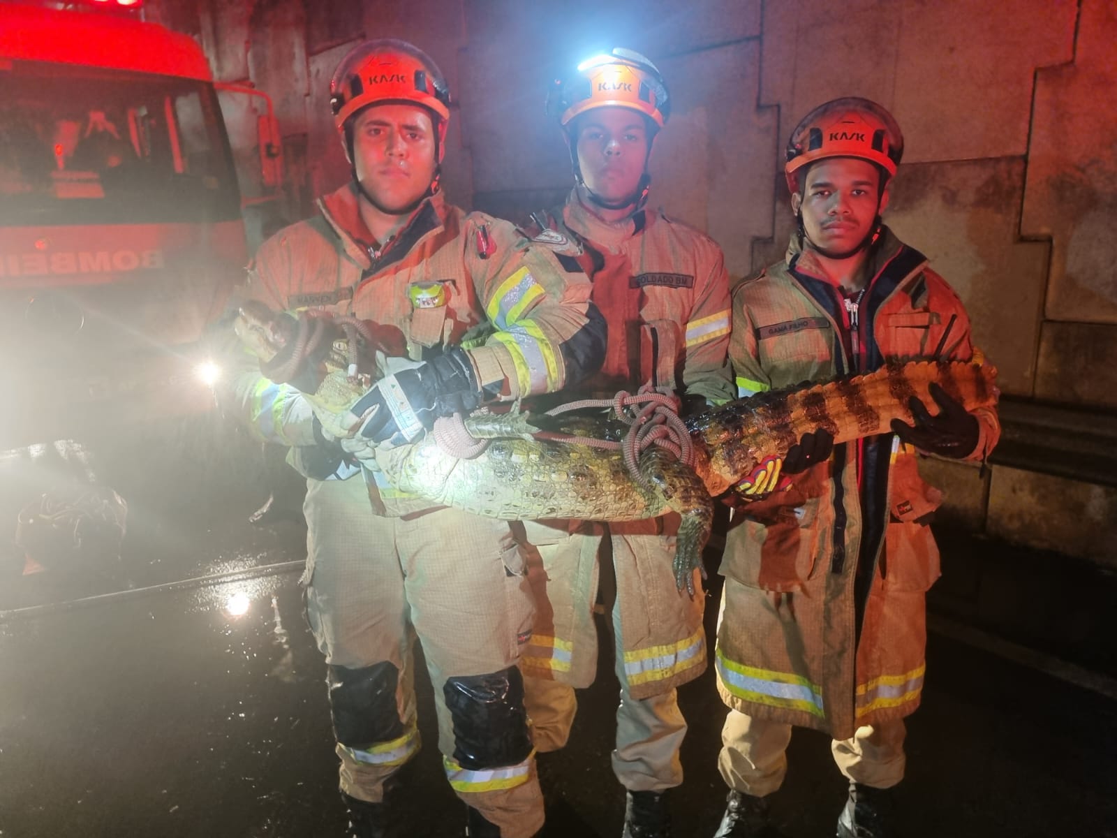 Corpo de Bombeiros do Rio captura jacaré em operação de resgate