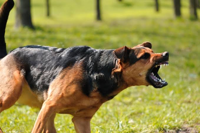 Prefeitura de Petrópolis contratará abrigo temporário para animais agressivos
