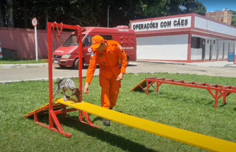 Corpo de Bombeiros do Rio ganha reforço canino