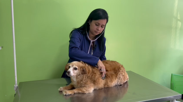 Tumores de mama são as principais neoplasias que afetam cadelas e gatas