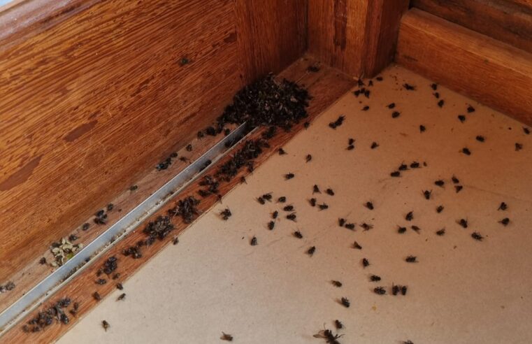 Moradores do Brejal voltam a enfrentar infestação descontrolada de moscas causada por granja aviária sem licenciamento