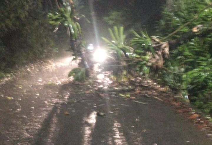 Árvore cai em fiação elétrica e interdita rua no Independência em Petrópolis