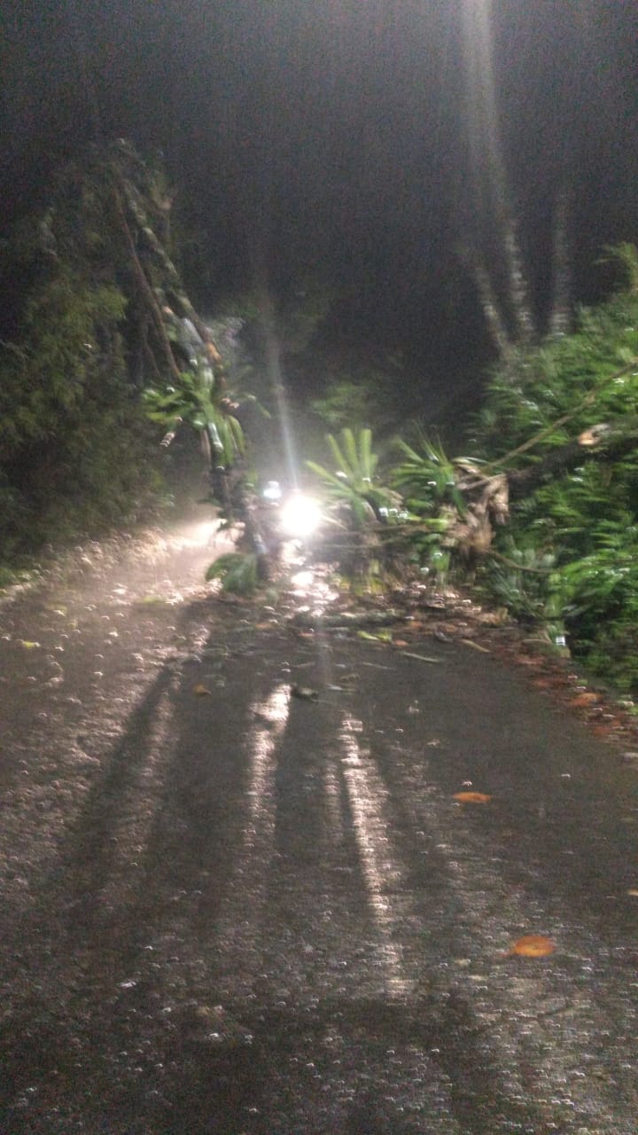 Árvore cai em fiação elétrica e interdita rua no Independência em Petrópolis