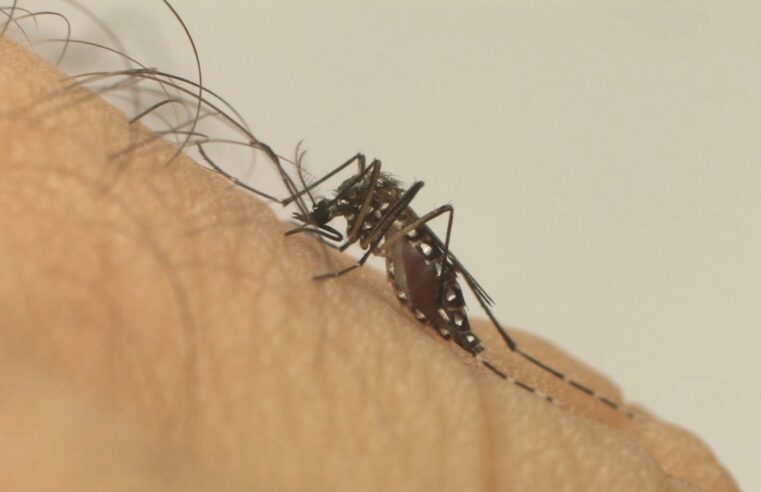 Casos de dengue em Petrópolis aumenta em quase 1000%
