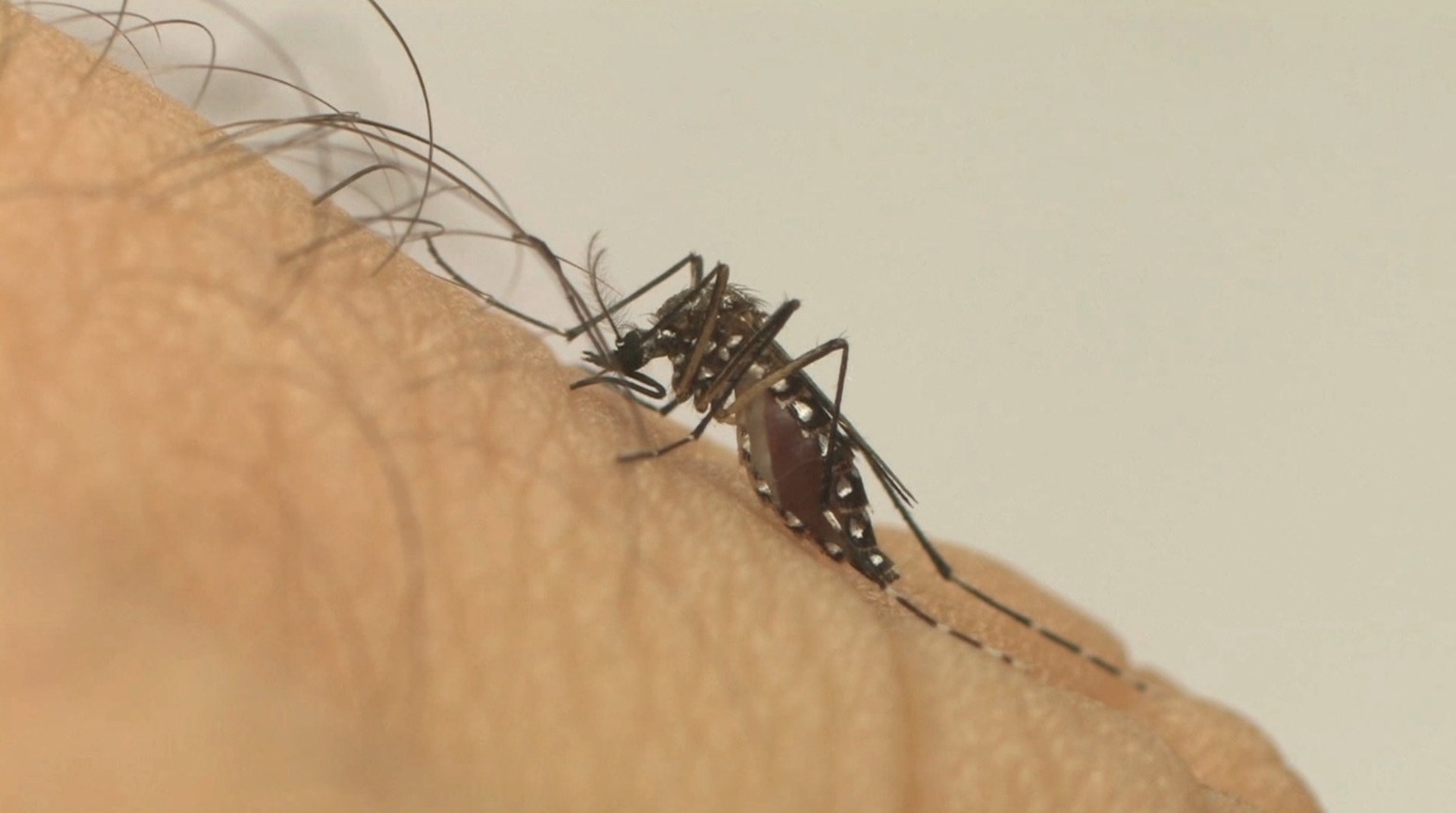 Casos de dengue em Petrópolis aumenta em quase 1000%