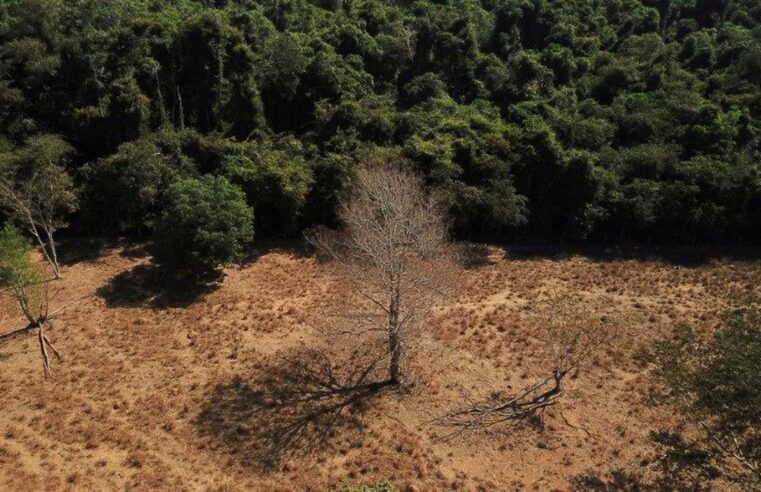 Dados mostram que os últimos cinco anos responderam por 11% dos 87,6 milhões de hectares de florestas naturais suprimidas