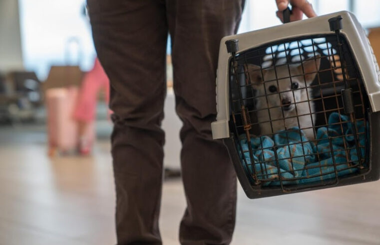 Ministério da Agricultura anuncia medidas para facilitar entrada de cães e gatos de repatriados
