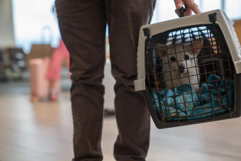 Ministério da Agricultura anuncia medidas para facilitar entrada de cães e gatos de repatriados