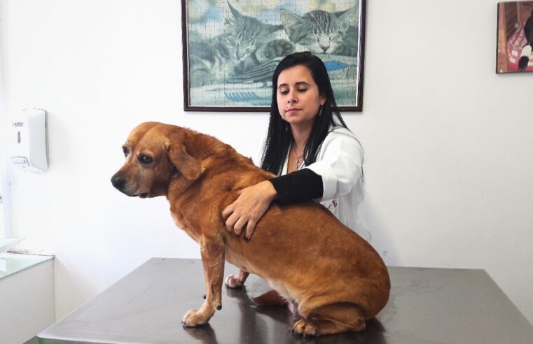 TUMORES DE MAMA SÃO AS PRINCIPAIS NEOPLASIAS QUE AFETAM CADELAS E GATAS