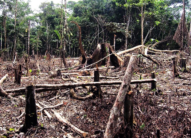 Desmatamento desenfreado faz Brasil perder 15% de floresta natural em 38 anos