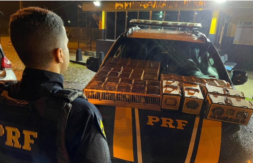 Homem que transportava ilegalmente dezenas de aves silvestres é preso