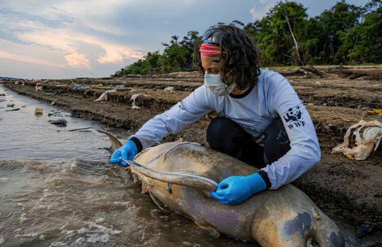 Equipe de busca encontra mais cinco carcaças de botos no Amazonas