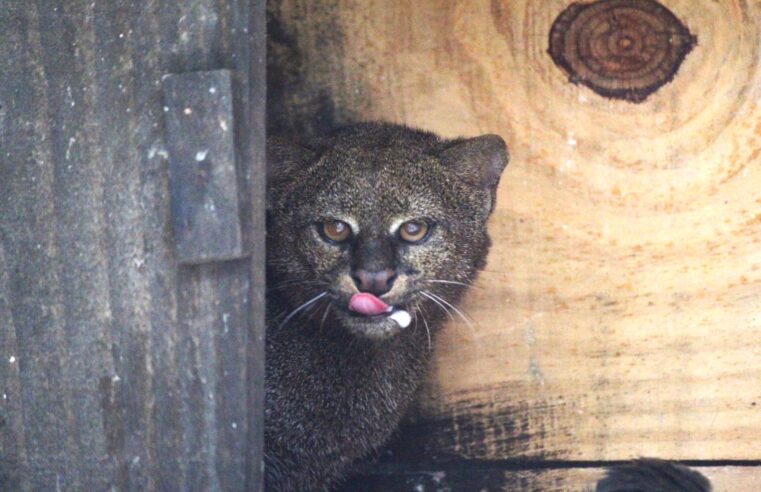 Parque Municipal Montanhas de Teresópolis e CETAS-IBAMA devolvem espécie de felino ameaçado de extinção para a natureza